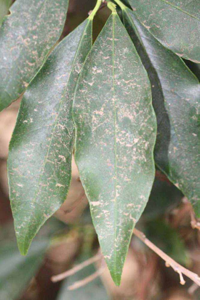             Unifoliolate leaf (Riverside, CA)       